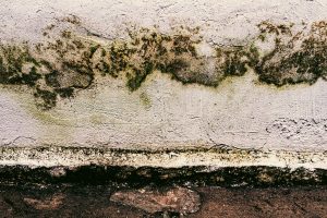Mold In Your Basement