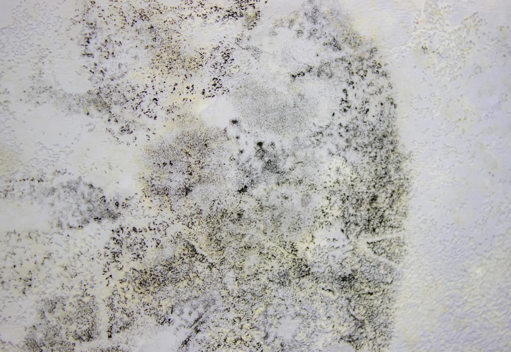 mold
